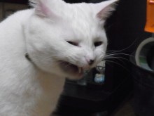 鴻巣の整体院ささき　整体よもやま話-あくび７