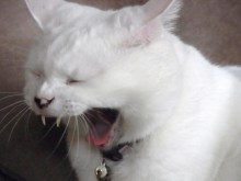 鴻巣の整体院ささき　整体よもやま話-あくび６