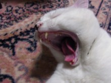 鴻巣の整体院ささき　整体よもやま話-あくび５