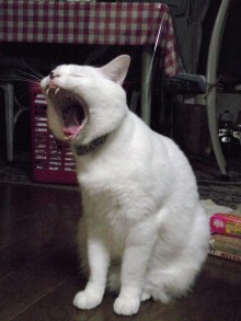 鴻巣の整体院ささき　整体よもやま話