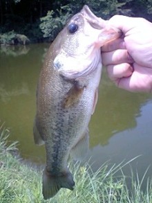 鴻巣の整体院ささき　整体よもやま話-バス2011/8/10