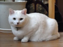 鴻巣の整体院ささき 整体よもやま話-ときじろう1