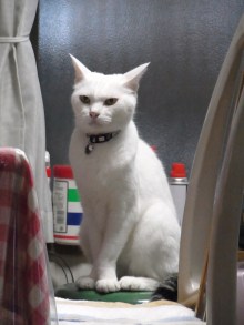 鴻巣の整体院ささき　整体よもやま話-ドロまろ１