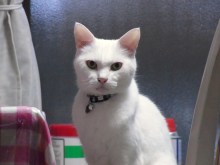 鴻巣の整体院ささき 整体よもやま話-ドロまろ2