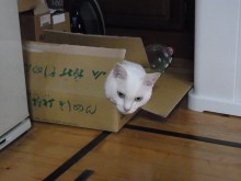 鴻巣の整体院ささき 整体よもやま話-スネまろ