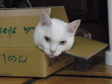 鴻巣の整体院ささき 整体よもやま話-生首かっ!