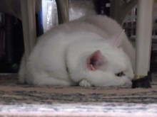 鴻巣の整体院ささき　整体よもやま話-ときじろう１