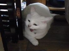 鴻巣の整体院ささき　整体よもやま話-ときじろう３