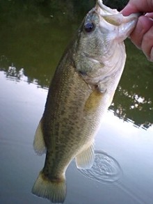 鴻巣の整体院ささき 整体よもやま話-釣果2011・9・14