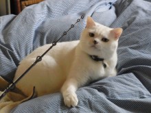 鴻巣の整体院ささき　整体よもやま話-ときじろう　戦闘モード１