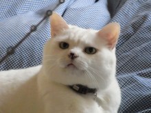 鴻巣の整体院ささき　整体よもやま話-ときじろう　戦闘モード２