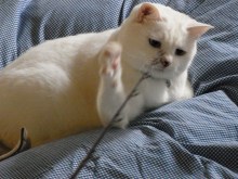 鴻巣の整体院ささき　整体よもやま話-ときじろう　戦闘モード３