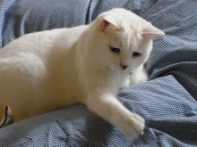 鴻巣の整体院ささき　整体よもやま話-ときじろう　戦闘モード４