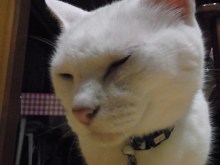 鴻巣の整体院ささき　整体よもやま話-まろ２