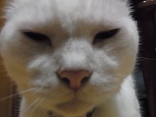 鴻巣の整体院ささき　整体よもやま話-まろ１