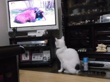 鴻巣の整体院ささき　整体よもやま話-まろ３