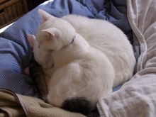 鴻巣の整体院ささき　整体よもやま話-のんまろ１