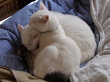 鴻巣の整体院ささき　整体よもやま話-のんまろ２