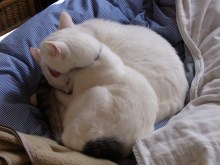 鴻巣の整体院ささき　整体よもやま話-のんまろ３