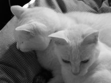 鴻巣の整体院ささき　整体よもやま話-のんまろ４