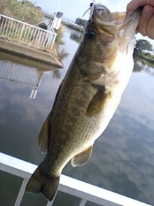 鴻巣の整体院ささき 整体よもやま話-111102_1124~0001.jpg