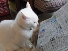 鴻巣の整体院ささき 整体よもやま話-まろ兄さん