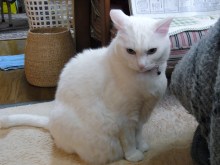 鴻巣の整体院ささき　整体よもやま話-のんちゃん１