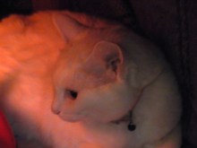 鴻巣の整体院ささき　整体よもやま話-のんちゃん２