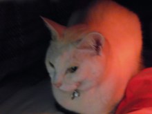 鴻巣の整体院ささき　整体よもやま話-まろ兄さん