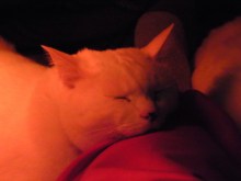 鴻巣の整体院ささき　整体よもやま話-ときじろう１