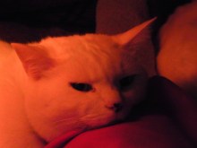 鴻巣の整体院ささき　整体よもやま話-ときじろう２