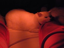 鴻巣の整体院ささき　整体よもやま話-ときじろう３