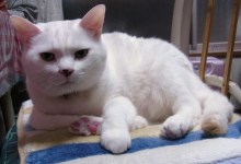 鴻巣の整体院ささき 整体よもやま話-ときじろう先生