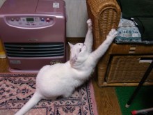 鴻巣の整体院ささき 整体よもやま話-おりゃ~!